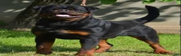 Rottweiler dogs for sale: Rottweiler 1 - Ad 4