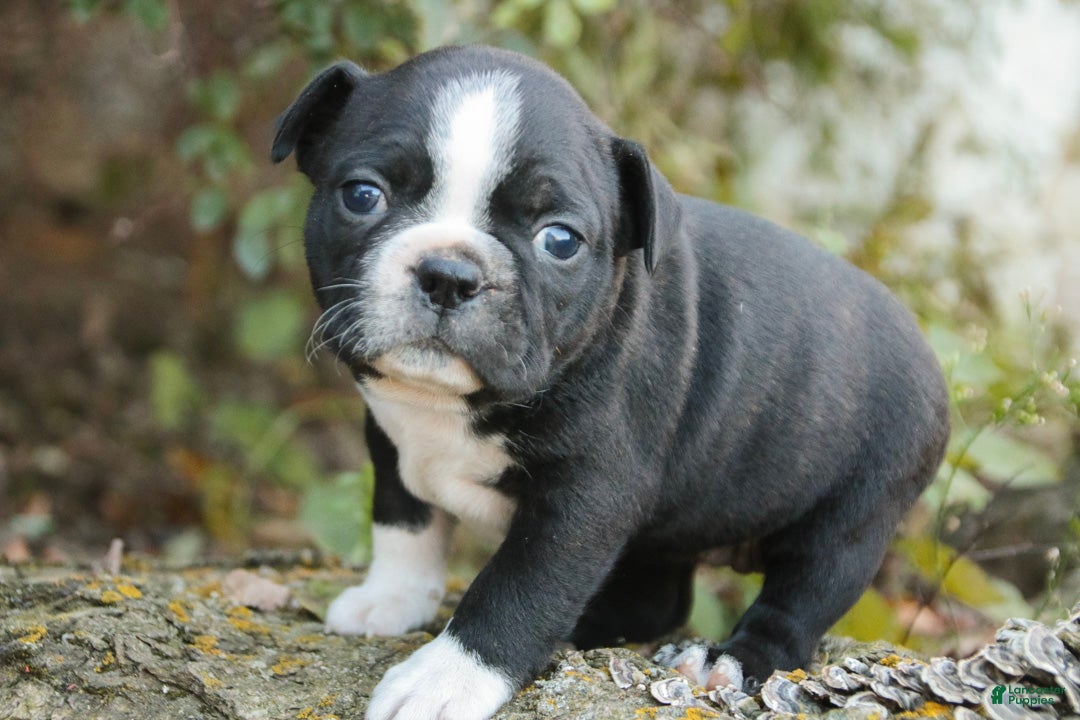 Boston Terrier dogs for sale: Carol Boston Terrier  - Ad 1