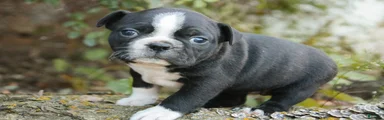 Carol Boston Terrier 