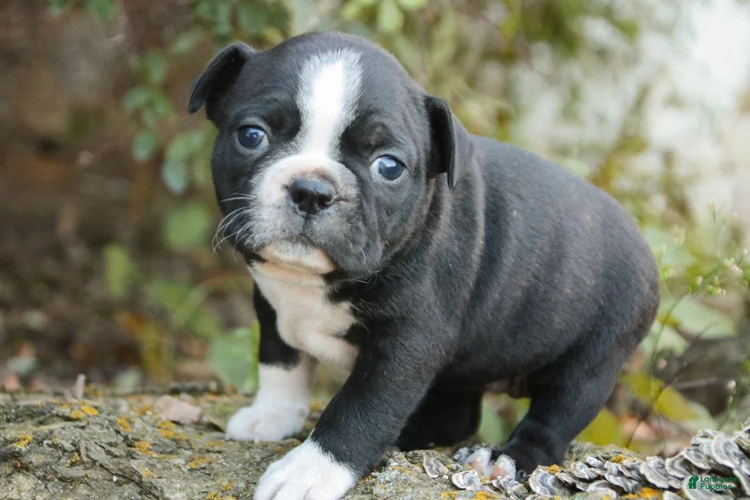 Boston Terrier dogs for sale: Carol Boston Terrier  - Ad 1
