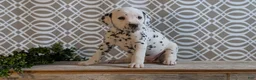 Dalmatian dogs for sale: Kylie - Ad 3