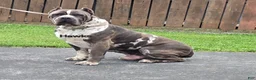 Mixed Breed dogs for sale: Hawks Sunny - Ad 7