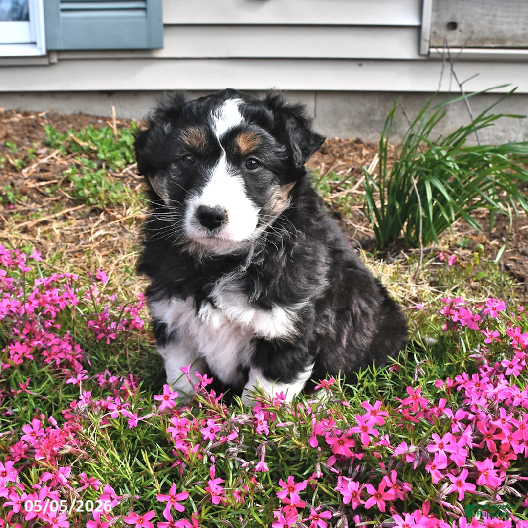 Mixed Breed dogs for sale: Olive  - Ad 1