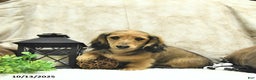Miniature Dachshund dogs for sale: Fredrick - Ad 14