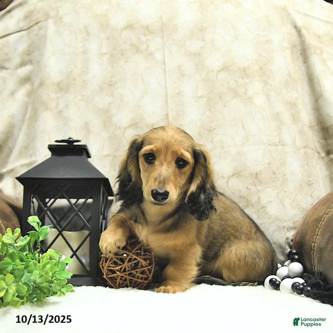 Miniature Dachshund dogs for sale: Fredrick - Ad 14