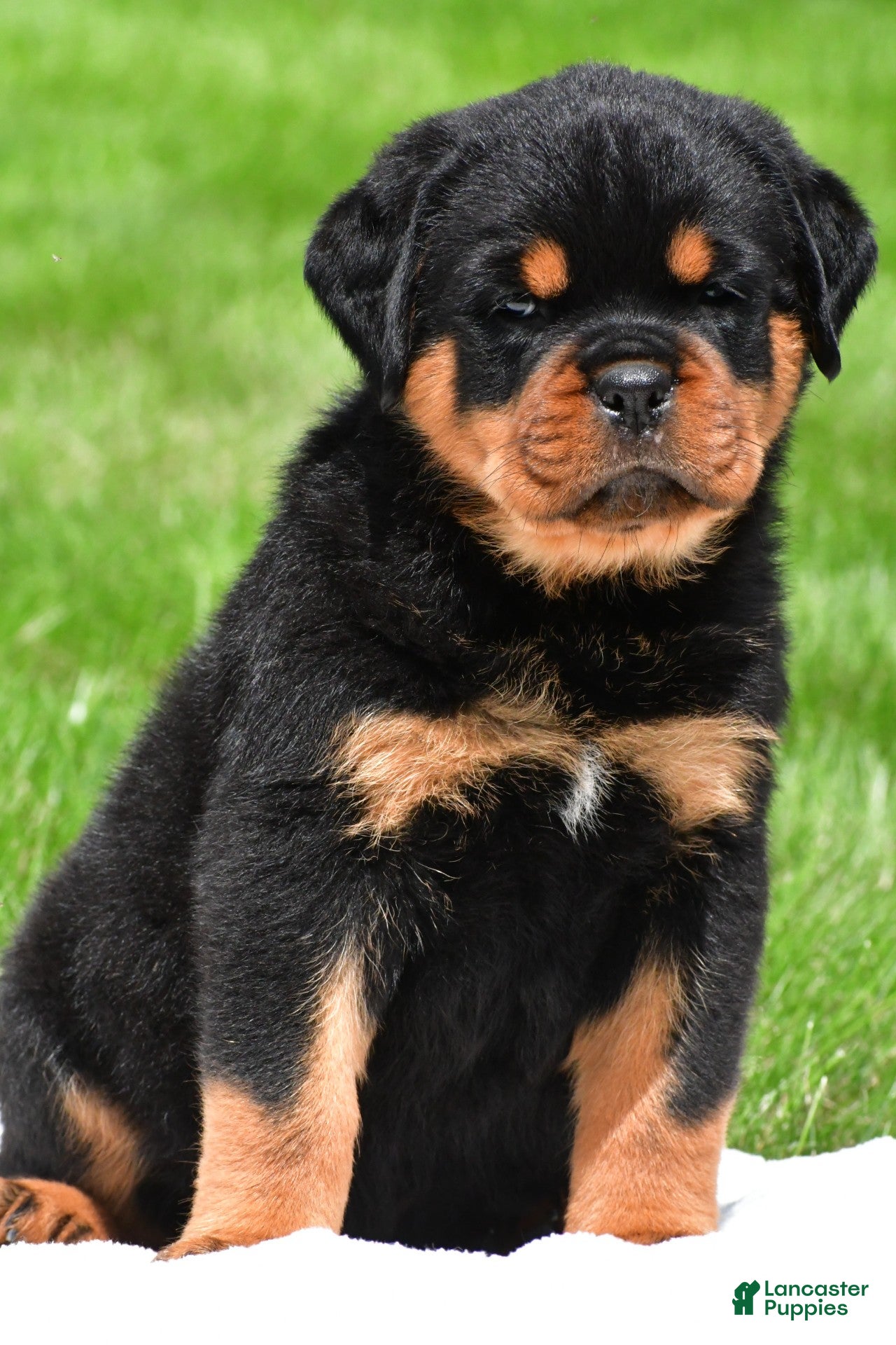 Rottweiler dogs for sale: blake - Ad 2