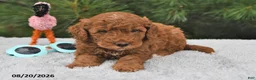 Mini Goldendoodle dogs for sale: Winston - Ad 9