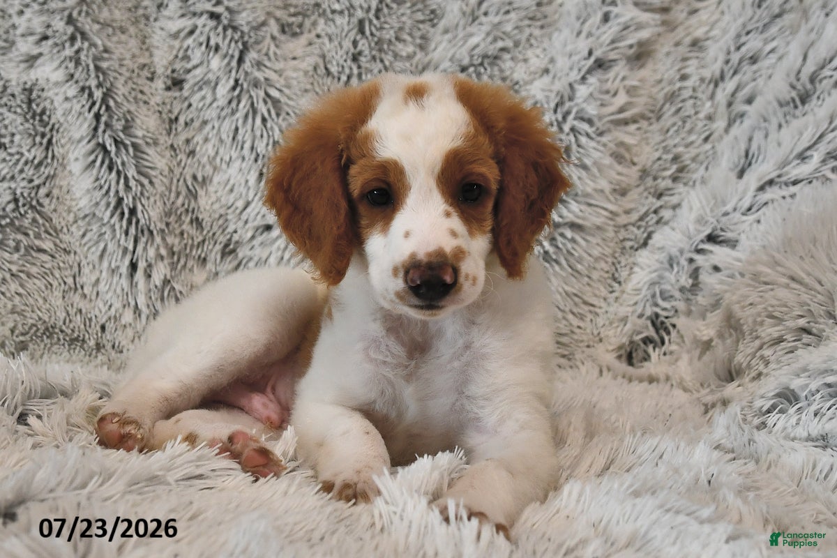 Mini Goldendoodle dogs Bright - Ad 2