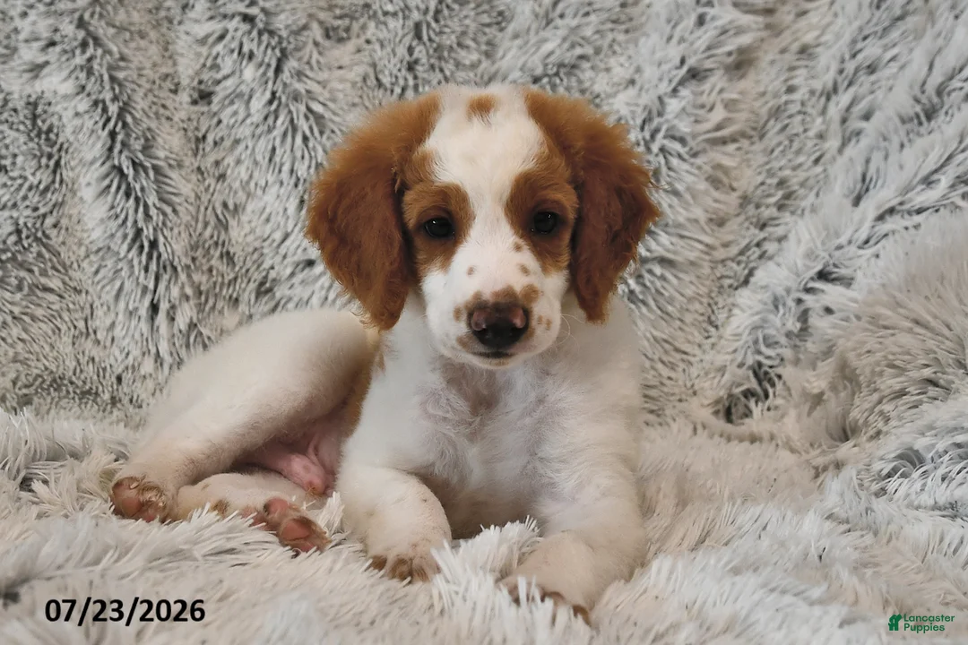 Mini Goldendoodle dogs for sale: Bright - Ad 2