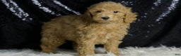 Mini Goldendoodle dogs for sale: Marvel - Ad 1