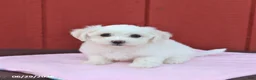 Maltese dogs for sale: Nicole - Ad 5