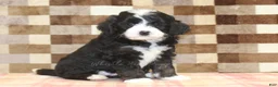 Mini Bernedoodle dogs for sale: Cupcake - Ad 1
