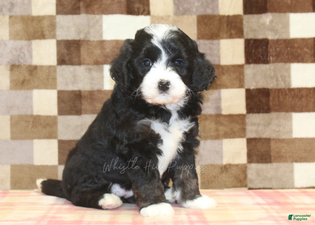 Mini Bernedoodle dogs for sale: Cupcake - Ad 1