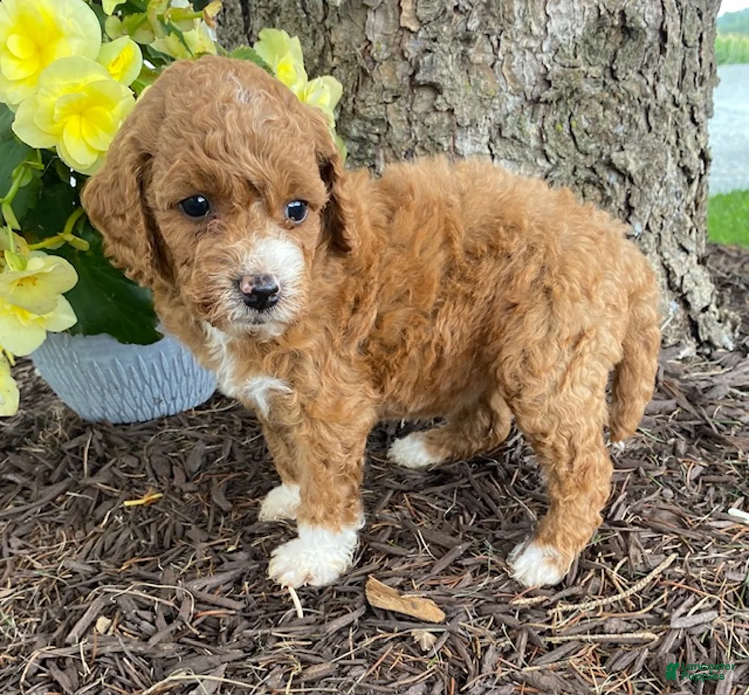 Mini Goldendoodle dogs for sale: Ember- mini/ petite - Ad 5