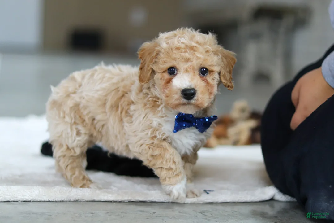 Bichpoo dogs for sale: Austin - Ad 3