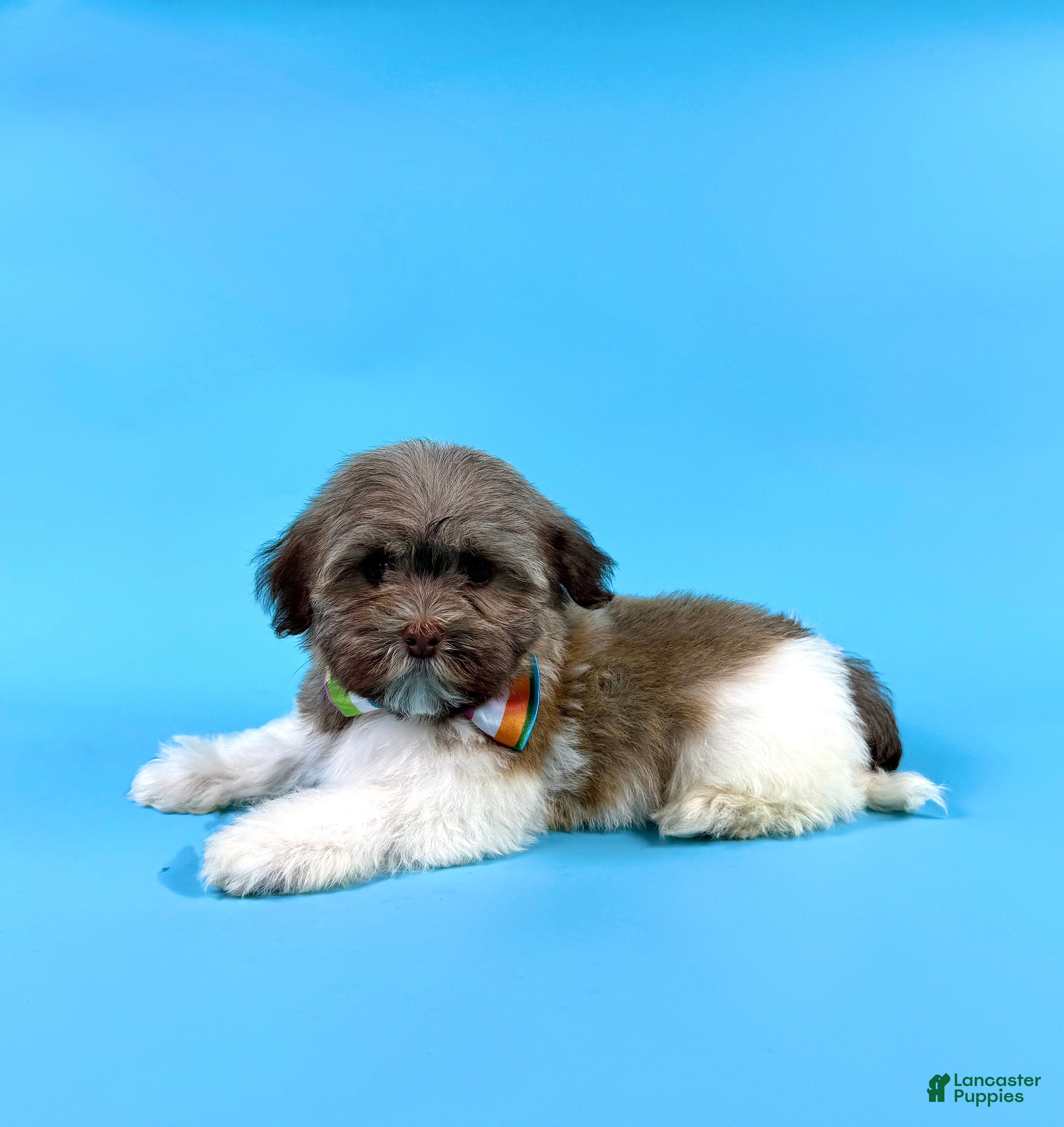 Havanese dogs ESTELLA - Ad 2