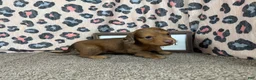 Miniature Dachshund dogs for sale: Miniature Dachshund 1 - Ad 8