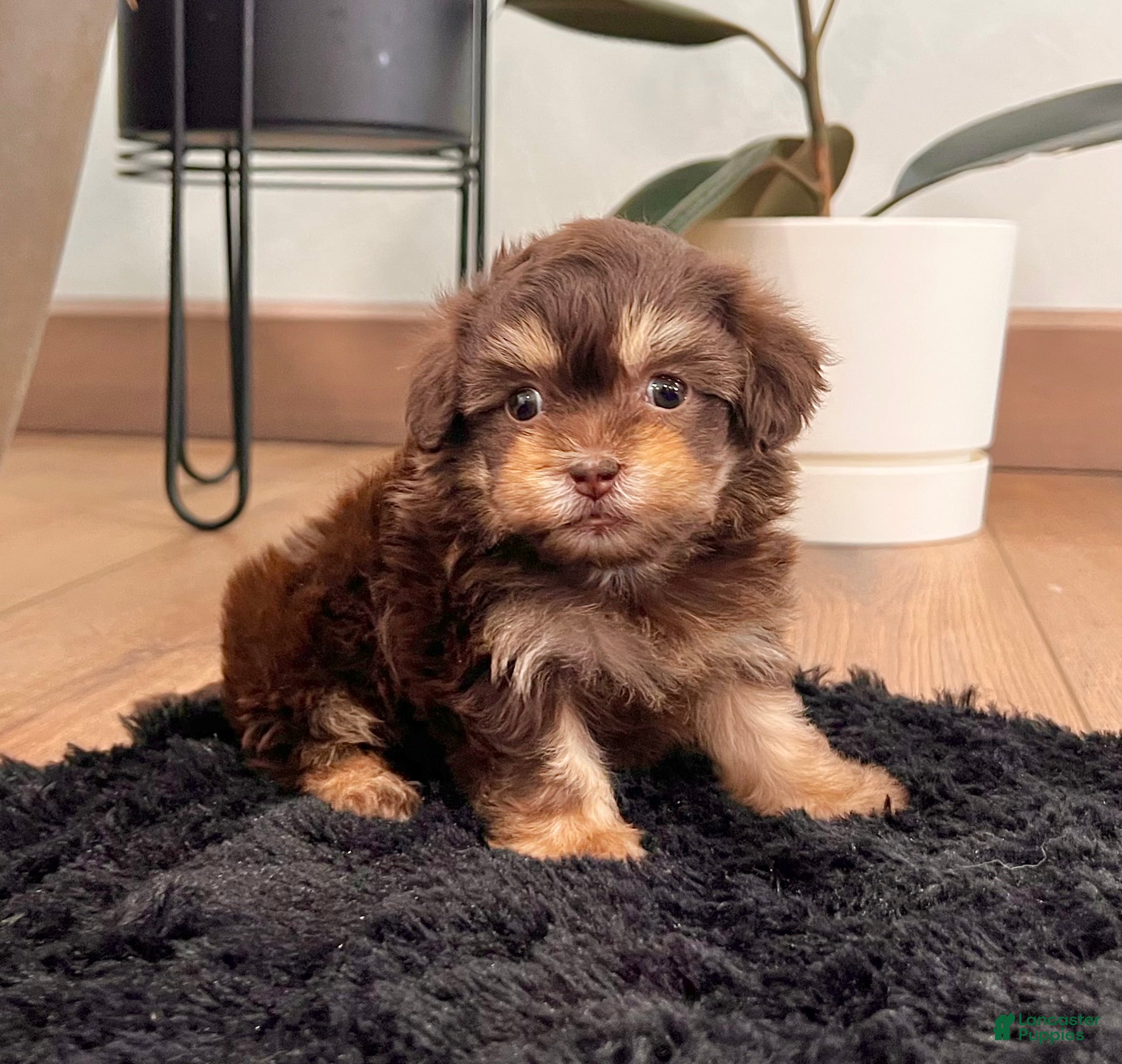 Havapoo dogs Muffin - Ad 3