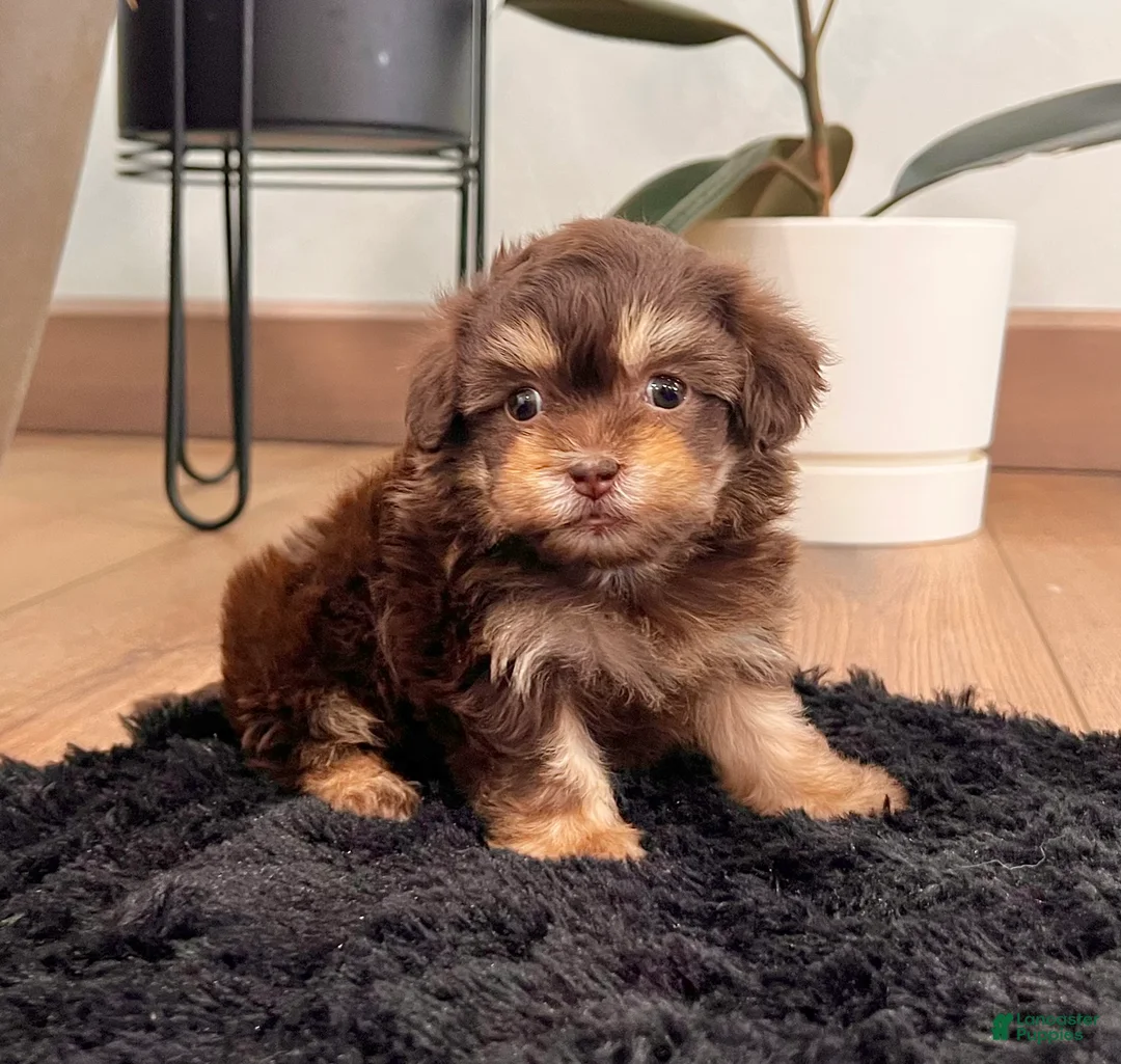 Havapoo dogs for sale: Muffin - Ad 1