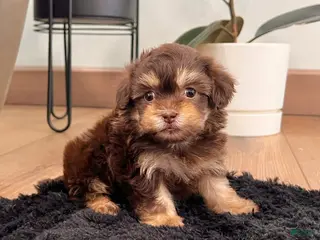 Havapoo dogs Muffin - Ad 27