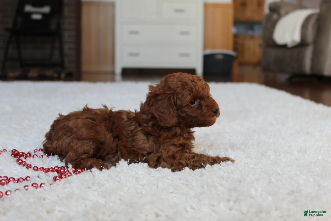 Toy Poodle dogs for sale: Marshall - Ad 7