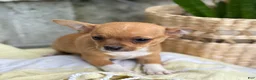 Chihuahua dogs for sale: Rover - Ad 7