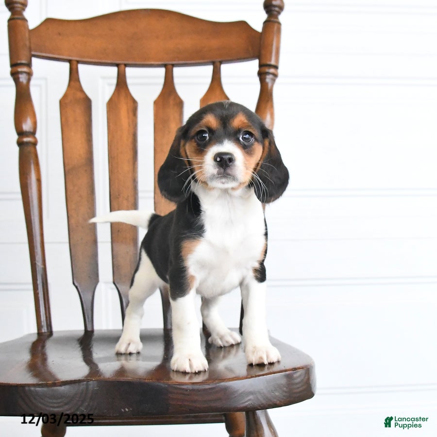 Beaglier dogs Honey - Ad 2