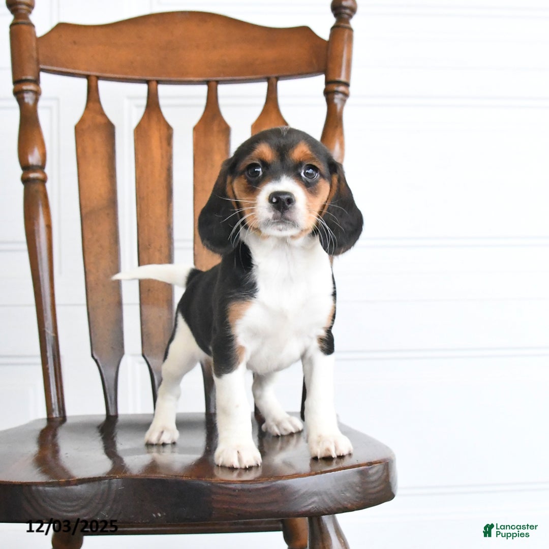 Beaglier dogs for sale: Honey - Ad 1