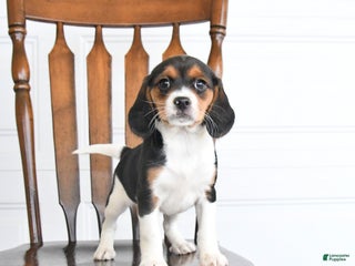 Beaglier dogs Honey - Ad 10