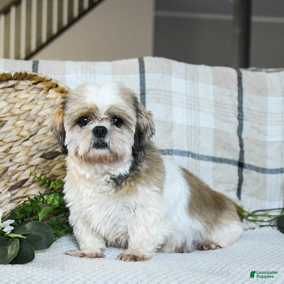 Shih Tzu dogs for sale: Hetty - Ad 4