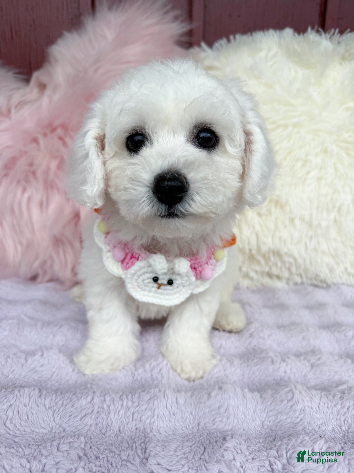 Bichon Frise (Bichon Frise, Female) in Queens, NY
