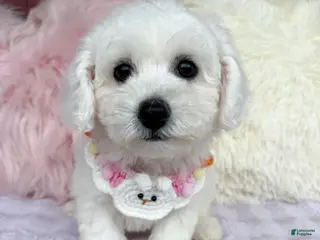 Bichon Frise dogs 🩷Nina🩷 - Ad 28