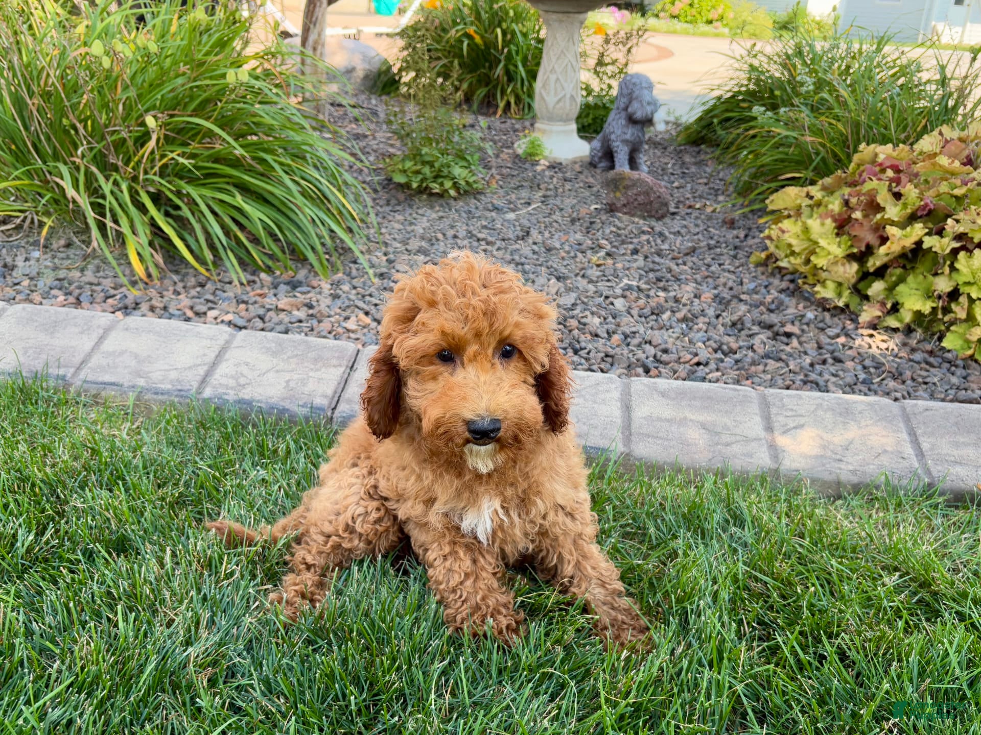 Cockapoo dogs Sam - Ad 2