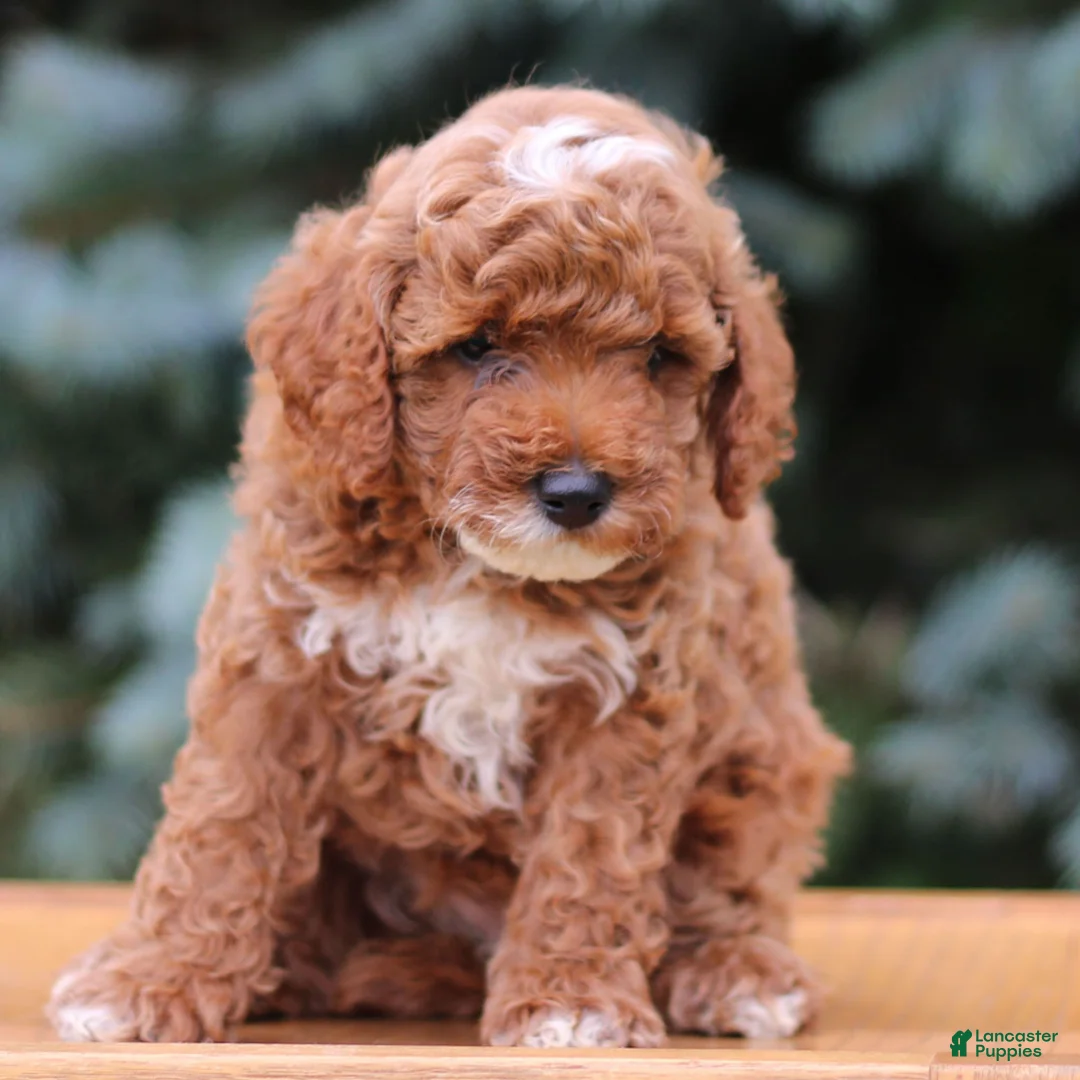 Mini Goldendoodle dogs for sale: Caramel  - Ad 2