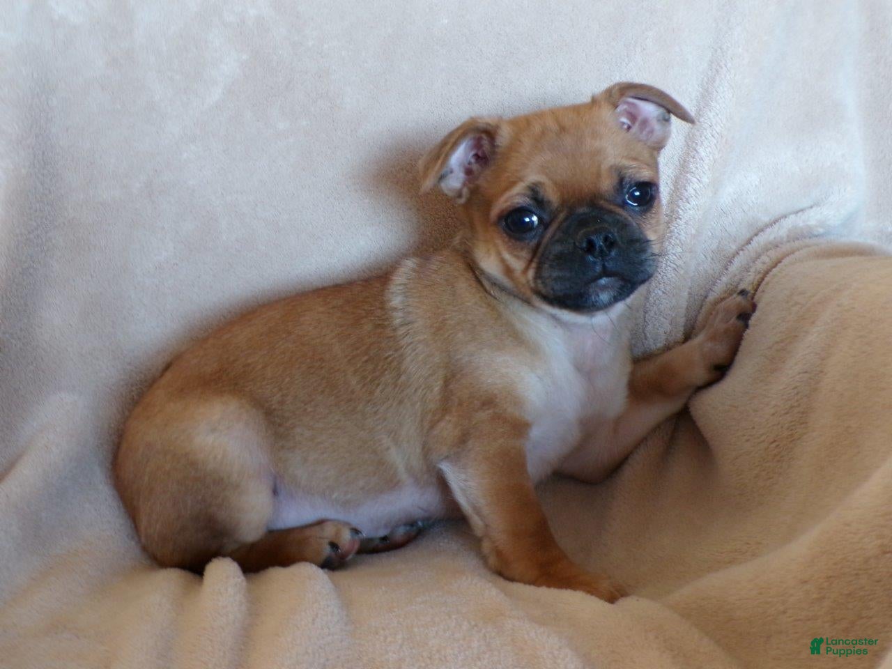 Mixed Breed dogs Daffodil - Ad 1