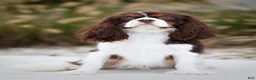 Cavalier King Charles Spaniel dogs for sale: Maxwell 🐾🐶 - Ad 21
