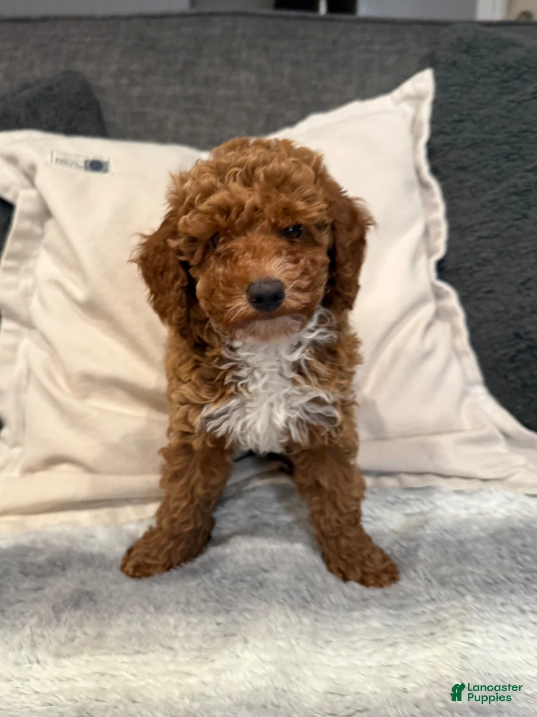 Mini Goldendoodle dogs for sale: Hunter - Ad 2