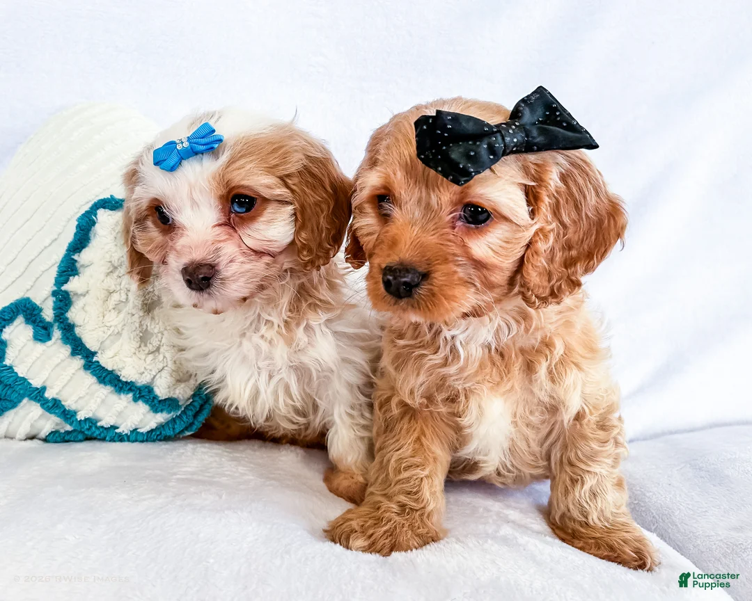 Cavapoo dogs for sale: Kuddles - Ad 7