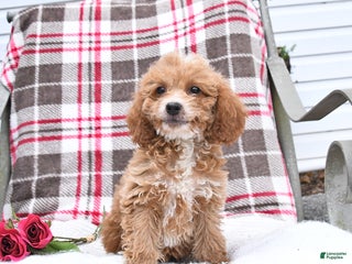 Cockapoo dogs Carter - Ad 34