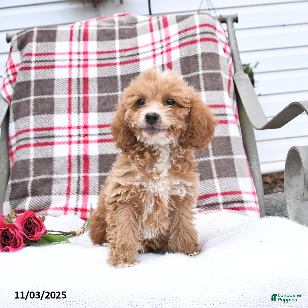 Cockapoo dogs for sale: Carter - Ad 7