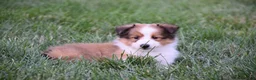 Shetland Sheepdog dogs for sale: Nelly - Ad 3