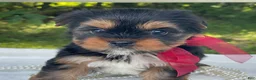 Yorkshire Terrier dogs for sale: Ritzy - Ad 7