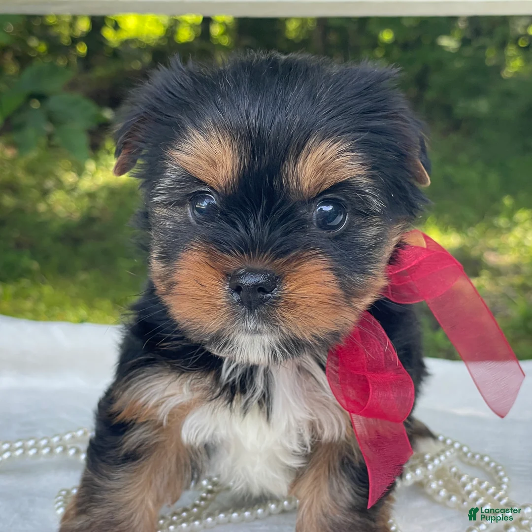 Yorkshire Terrier dogs for sale: Ritzy - Ad 7