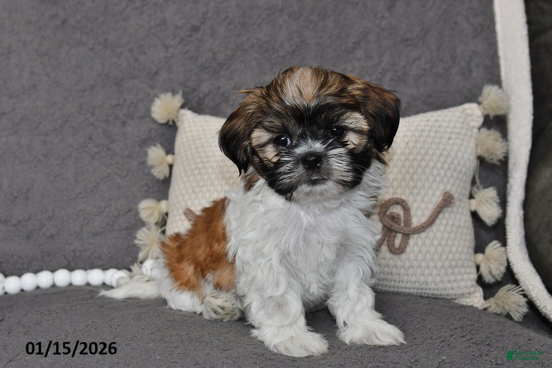 Shih Tzu dogs for sale: Connor - Ad 1
