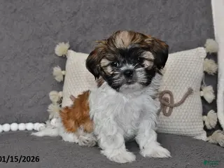 Shih Tzu dogs Connor - Ad 42