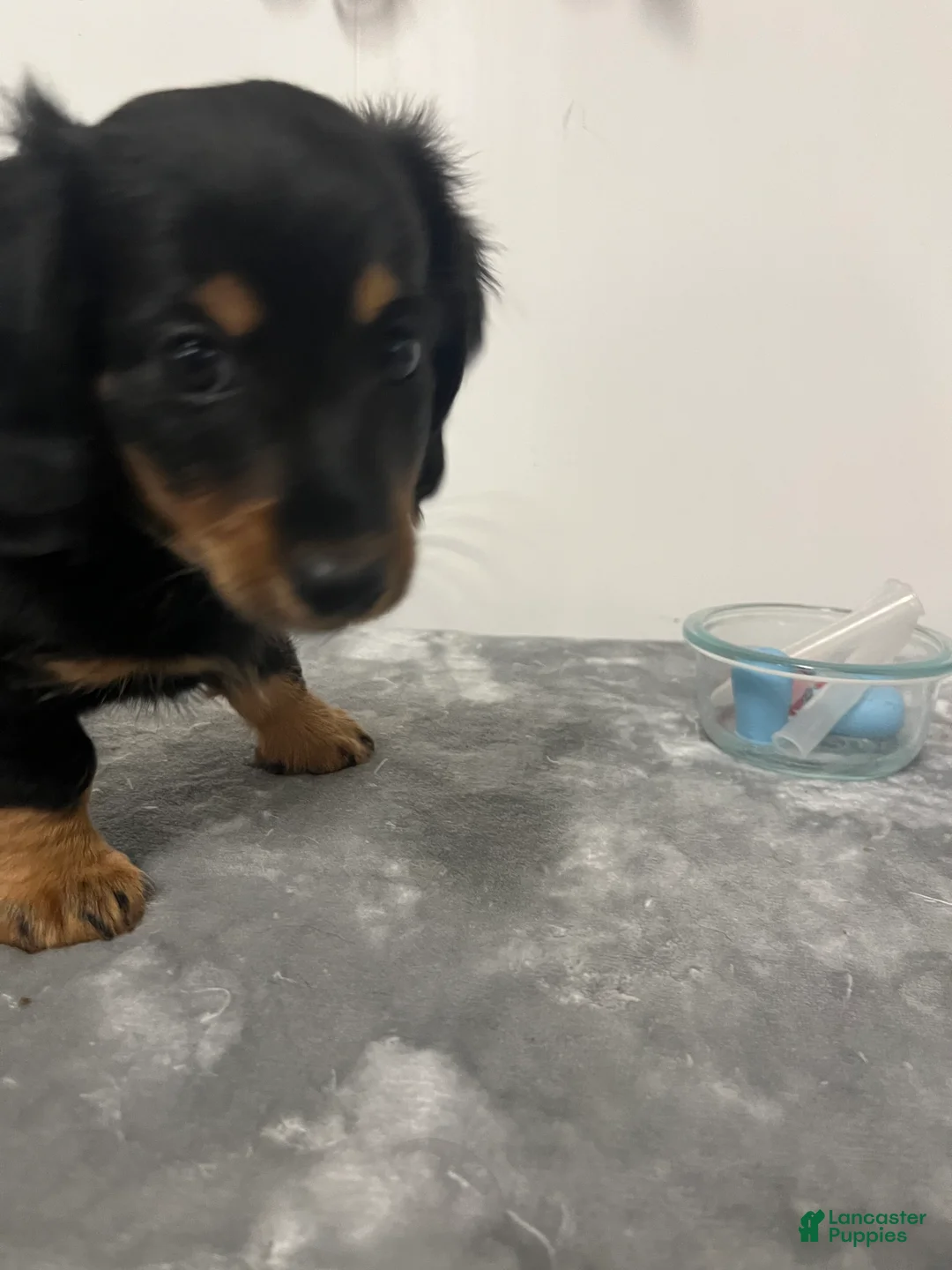 Miniature Dachshund dogs for sale: Miniature Dachshund ocean  - Ad 2