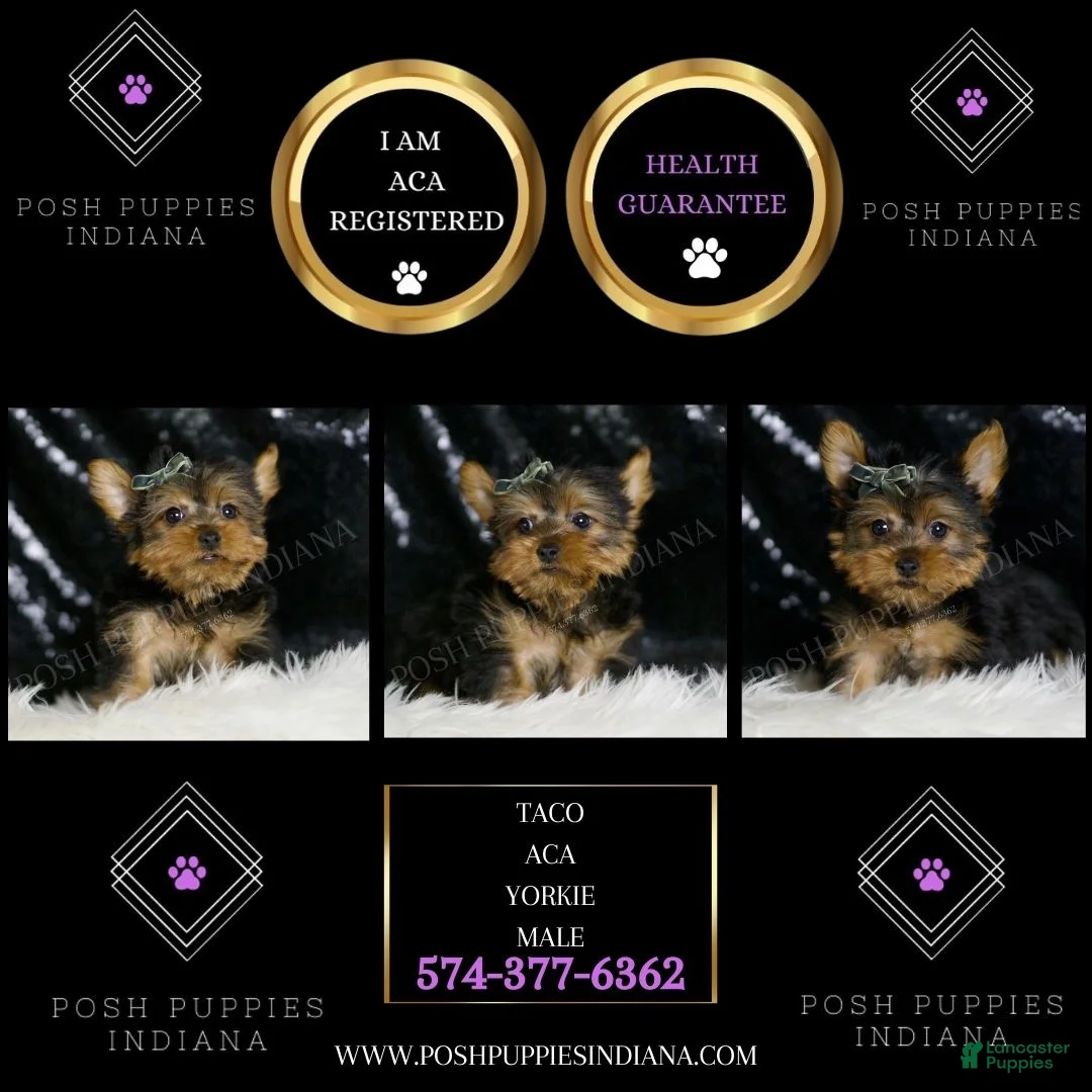 Yorkshire Terrier dogs for sale: Taco - Ad 5
