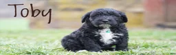 Portuguese Water Dog dogs for sale: Toby - Ad 3