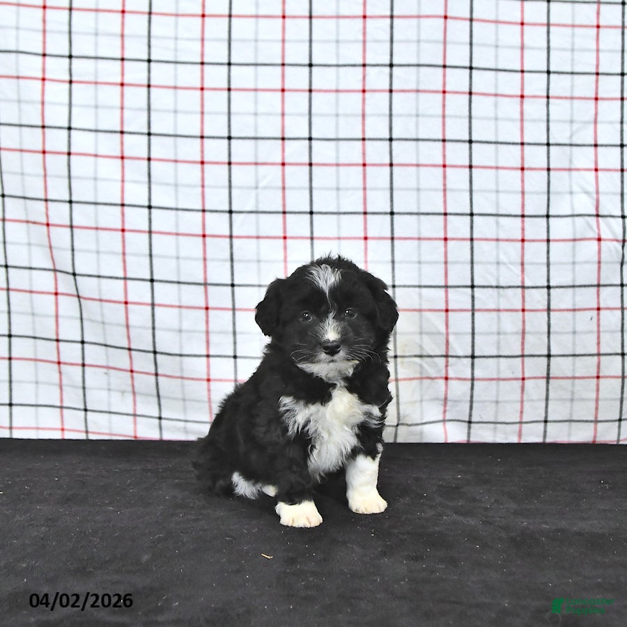 Mini Aussiedoodle dogs Walker  EXTRA SMALL - Ad 1