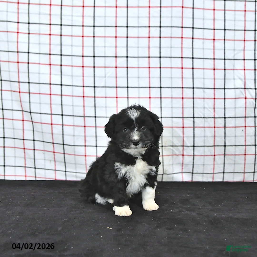 Mini Aussiedoodle dogs for sale: Walker  EXTRA SMALL - Ad 1